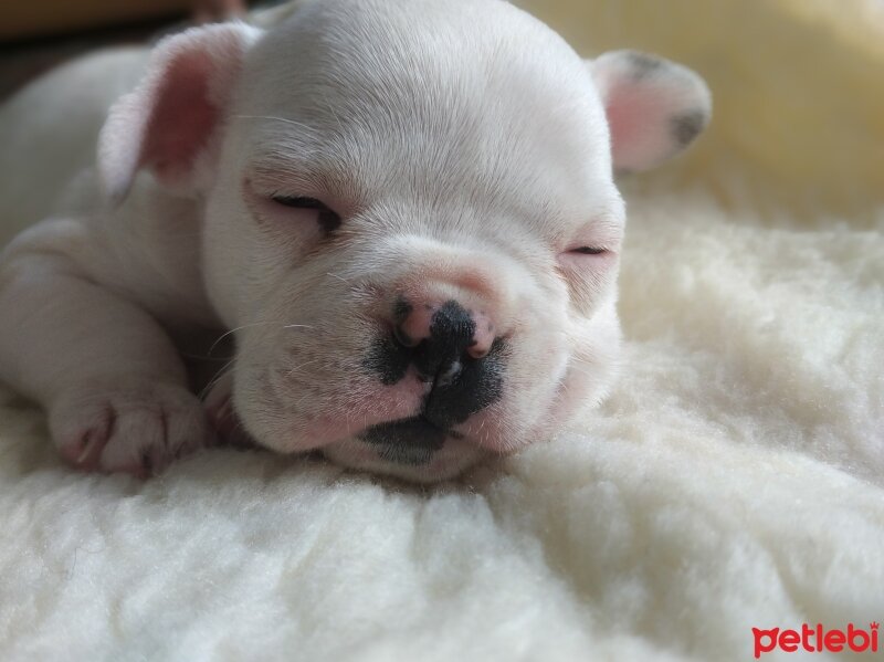 Fransız Bulldog, Köpek  Zalım fotoğrafı