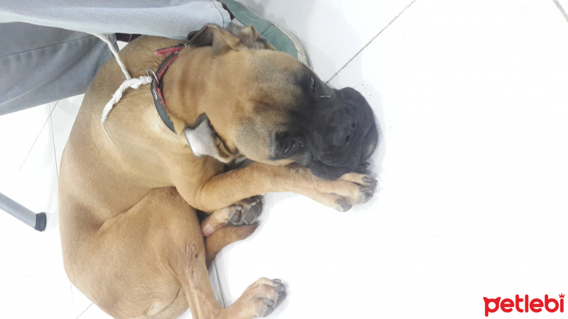Boxer, Köpek  Boxer fotoğrafı