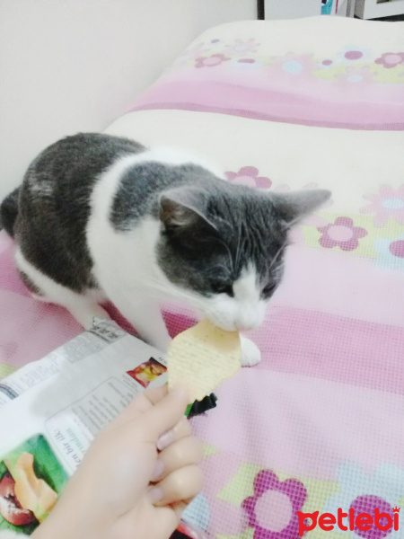 Mavi Rus, Kedi  Maya fotoğrafı