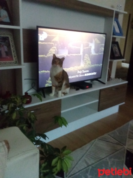 Tekir Kedi, Kedi  Karamel fotoğrafı