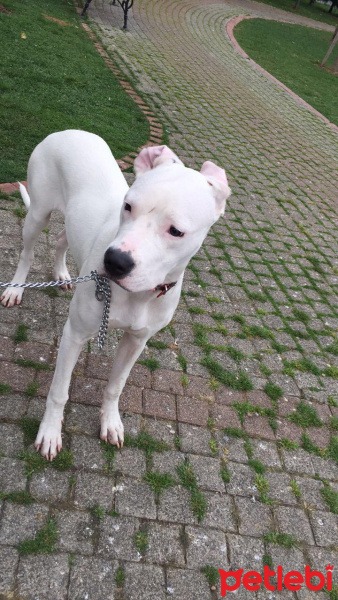 Dogo Arjantin, Köpek  Maya fotoğrafı