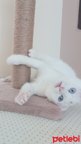 Ankara Kedisi, Kedi  Pamuk fotoğrafı