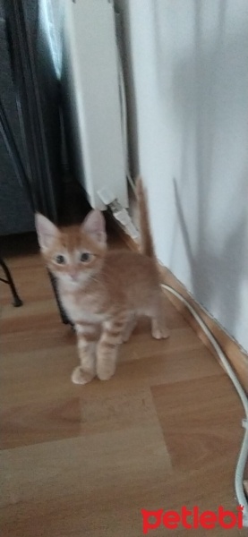 Sarman, Kedi  Çakıl fotoğrafı