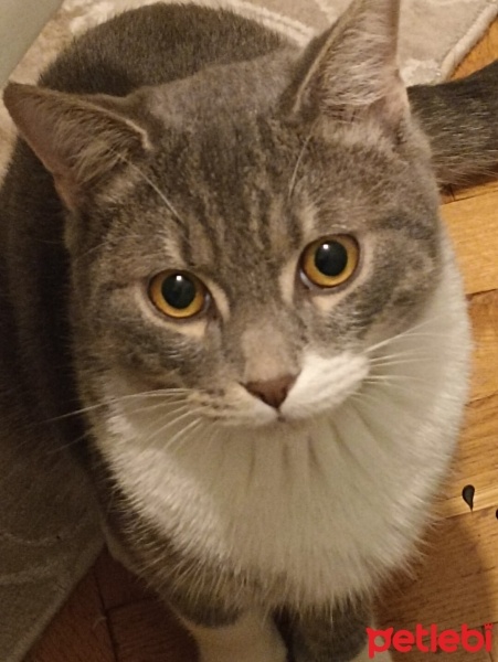 British Shorthair, Kedi  DUMAN fotoğrafı