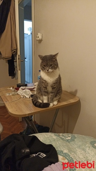 British Shorthair, Kedi  DUMAN fotoğrafı