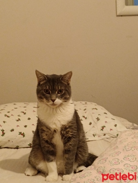 British Shorthair, Kedi  DUMAN fotoğrafı