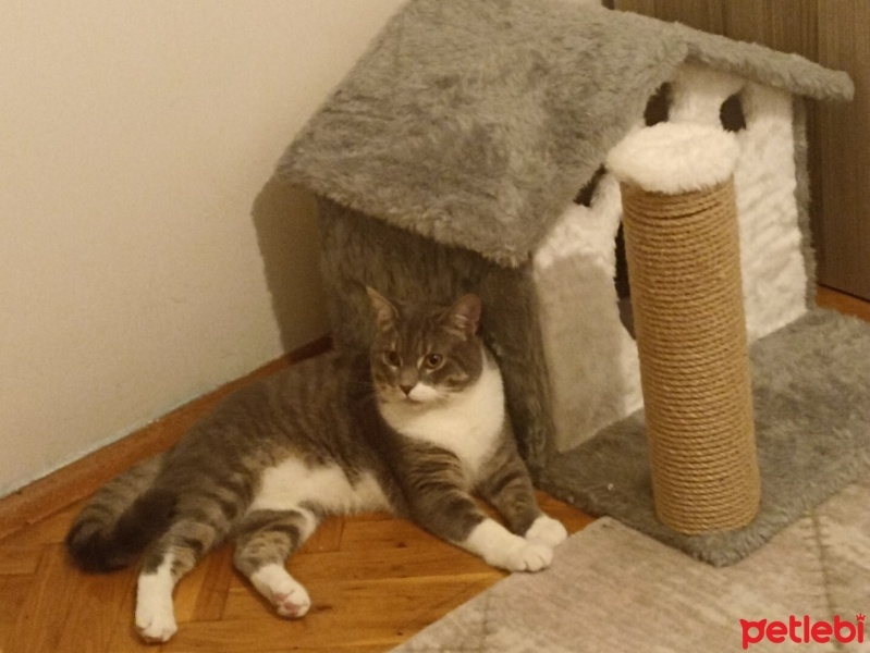 British Shorthair, Kedi  DUMAN fotoğrafı