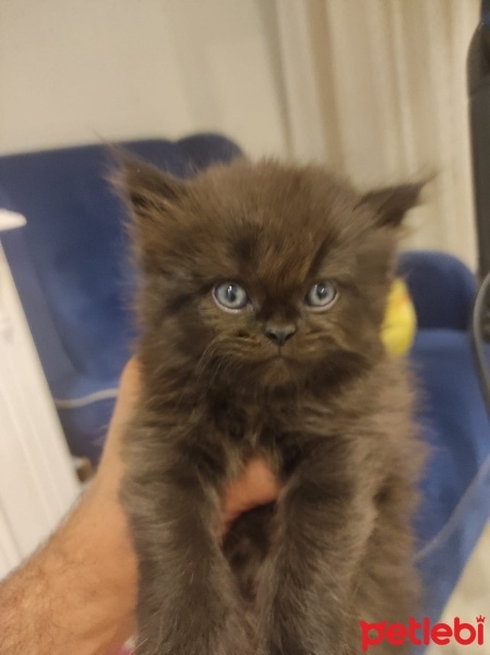 Chinchilla, Kedi  Karam fotoğrafı