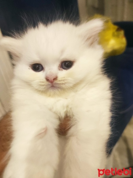 Chinchilla, Kedi  Pamuk fotoğrafı