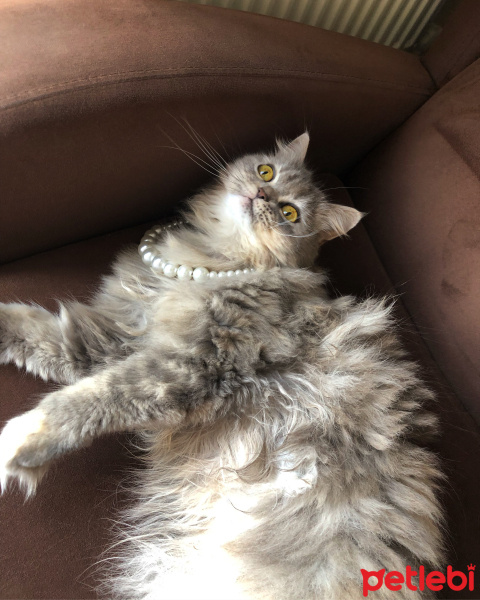 British Shorthair, Kedi  Dudu fotoğrafı