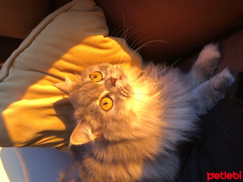 British Shorthair, Kedi  Dudu fotoğrafı