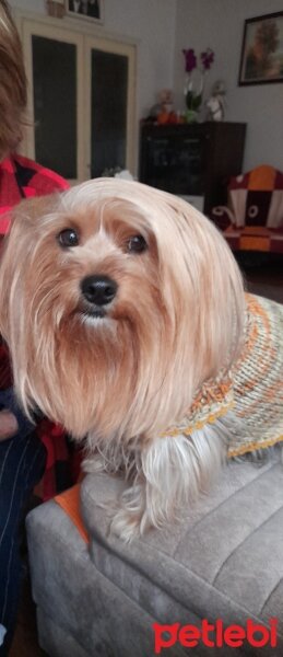 Yorkshire Terrier, Köpek  Tarçın fotoğrafı