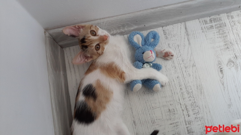 Tekir Kedi, Kedi  Venüs fotoğrafı