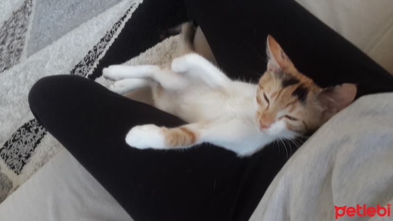 Tekir Kedi, Kedi  Venüs fotoğrafı