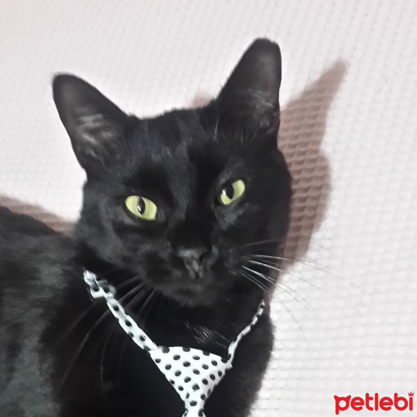 Tekir Kedi, Kedi  Zeytin fotoğrafı