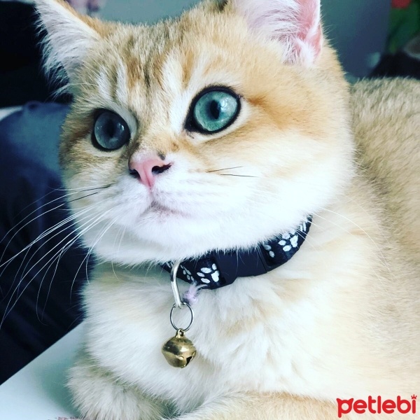 British Shorthair, Kedi  Karamel fotoğrafı