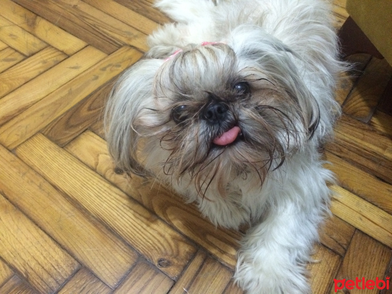 Shih Tzu, Köpek  sasha fotoğrafı