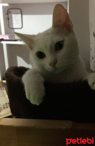 Ankara Kedisi, Kedi  MİSHA fotoğrafı