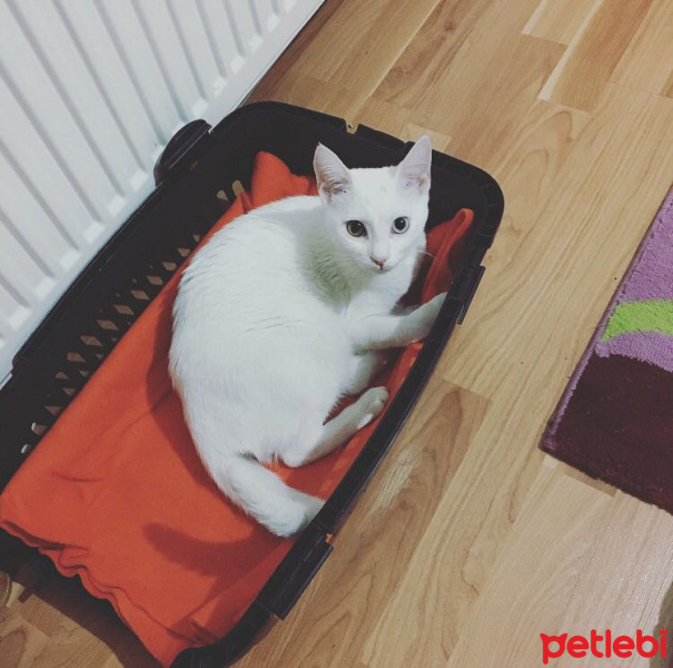 Ankara Kedisi, Kedi  MİSHA fotoğrafı
