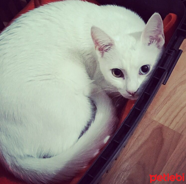 Ankara Kedisi, Kedi  MİSHA fotoğrafı