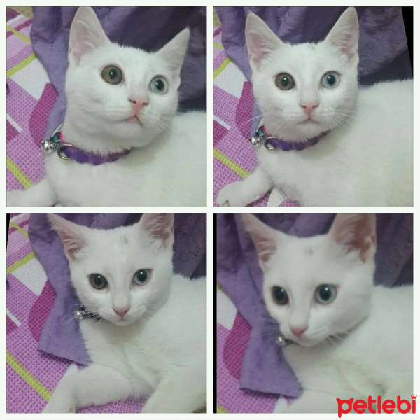 Ankara Kedisi, Kedi  MİSHA fotoğrafı