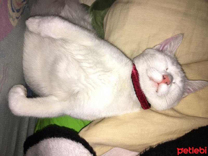 Ankara Kedisi, Kedi  MİSHA fotoğrafı