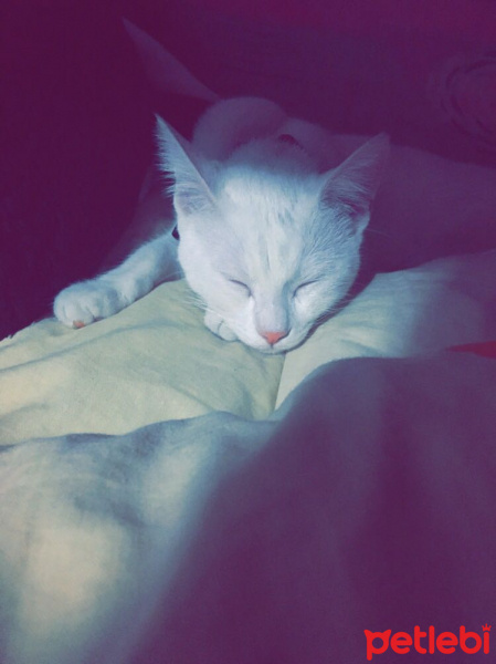 Ankara Kedisi, Kedi  MİSHA fotoğrafı