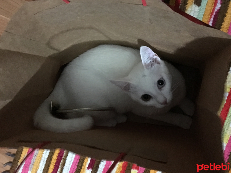 Ankara Kedisi, Kedi  MİSHA fotoğrafı