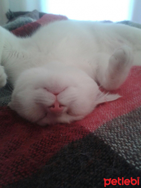 Ankara Kedisi, Kedi  MİSHA fotoğrafı