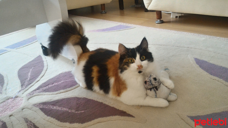 Norwegian Forest, Kedi  Tarçın fotoğrafı