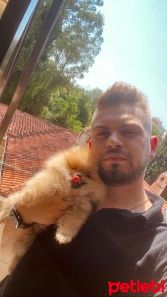 Pomeranyalı, Köpek  EVA fotoğrafı