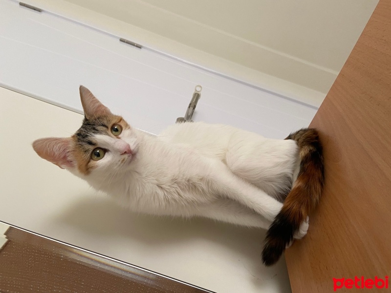 Tekir Kedi, Kedi  SUSAM fotoğrafı