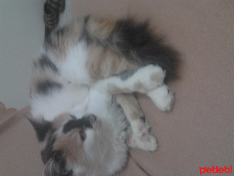 Ankara Kedisi, Kedi  Aneane fotoğrafı