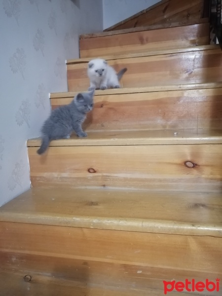 Scottish Fold, Kedi  Mia fotoğrafı