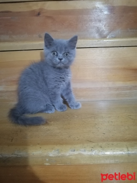Scottish Fold, Kedi  Mia fotoğrafı