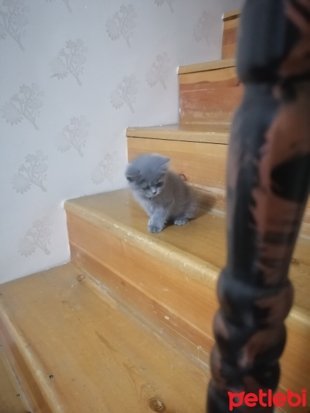 Scottish Fold, Kedi  Mia fotoğrafı