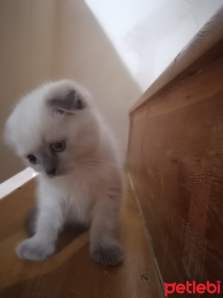 Scottish Fold, Kedi  Mia fotoğrafı