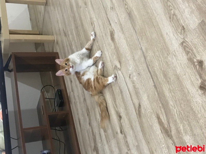 Sarman, Kedi  Suzi fotoğrafı