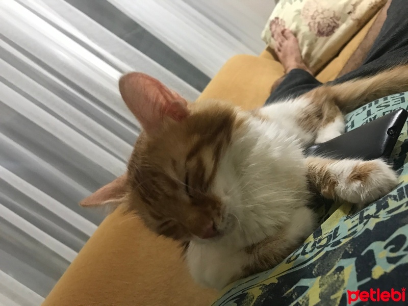 Sarman, Kedi  Suzi fotoğrafı