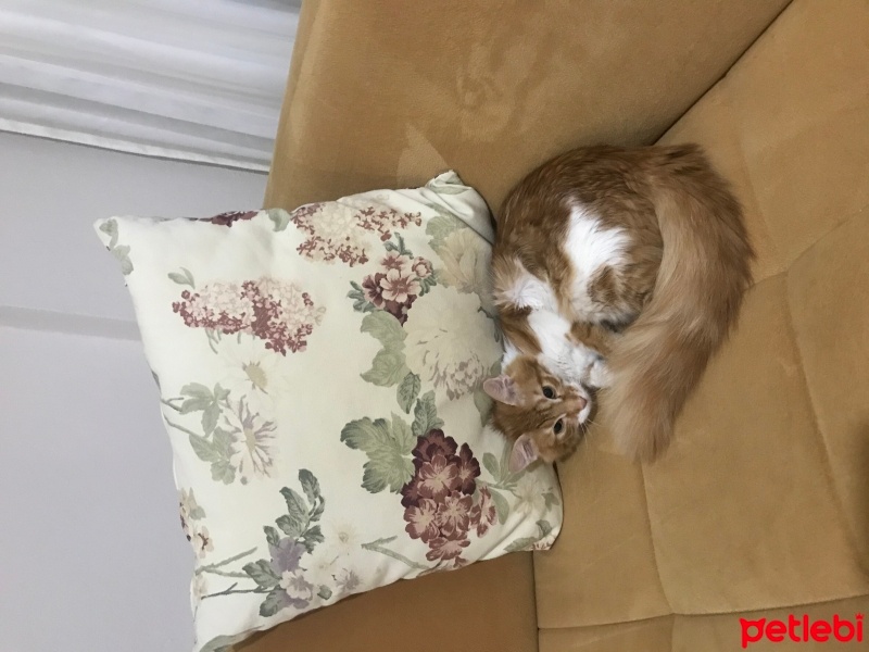 Sarman, Kedi  Suzi fotoğrafı