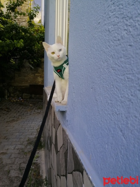 Ankara Kedisi, Kedi  Pamuk fotoğrafı