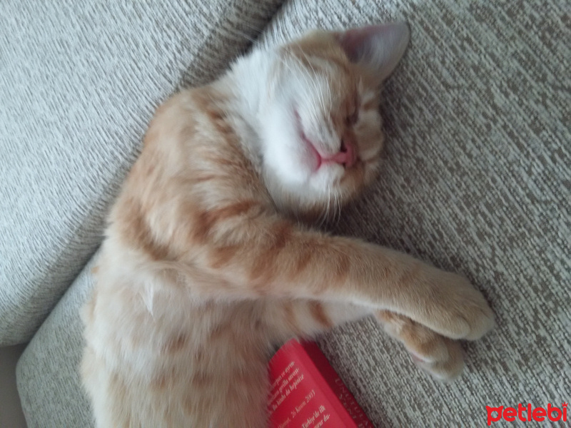 Tekir Kedi, Kedi  Mısır fotoğrafı