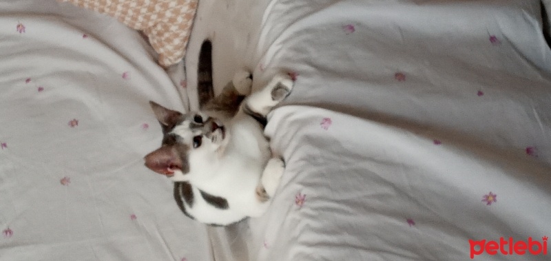 Tekir Kedi, Kedi  Galadriel fotoğrafı