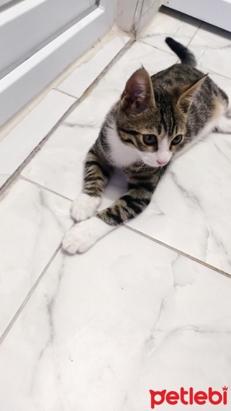 Tekir Kedi, Kedi  Pati fotoğrafı