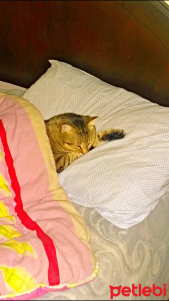 Tekir Kedi, Kedi  şeker fotoğrafı