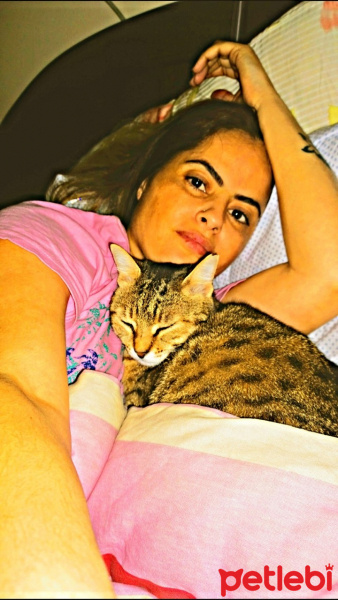 Tekir Kedi, Kedi  şeker fotoğrafı