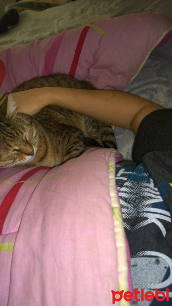 Tekir Kedi, Kedi  şeker fotoğrafı