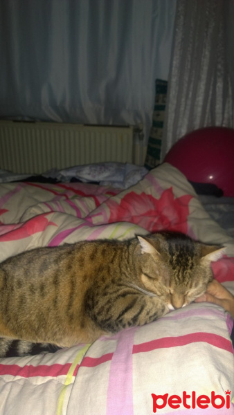 Tekir Kedi, Kedi  şeker fotoğrafı