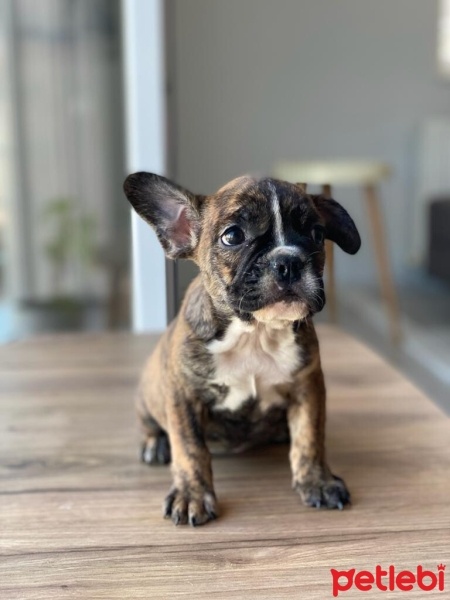 Fransız Bulldog, Köpek  Artemis fotoğrafı