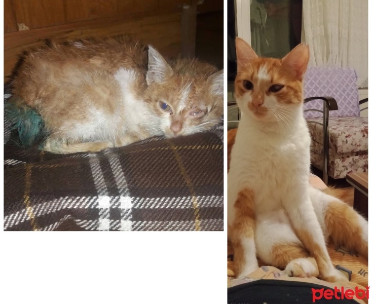 Tekir Kedi, Kedi  Duman boncuk karamel Behlül fotoğrafı